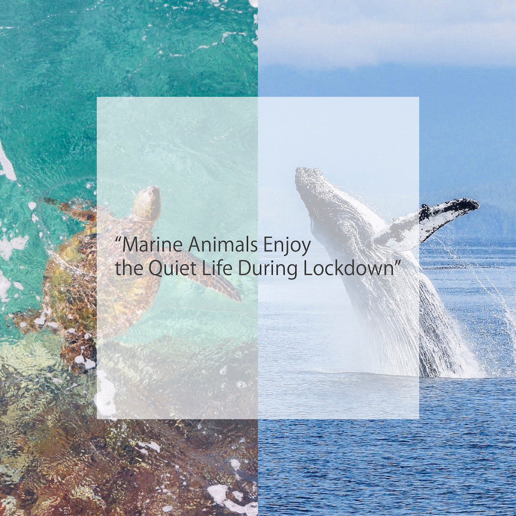 記事の紹介:「コロナウイルスの封鎖は動物に騒音公害からのまれな休憩を与える」