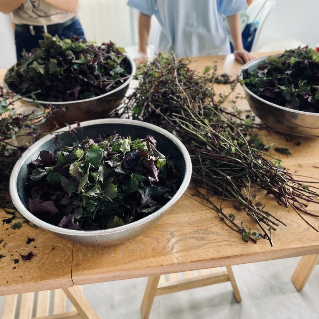 紫蘇ジュースのワークショップ@Cats Street Farming