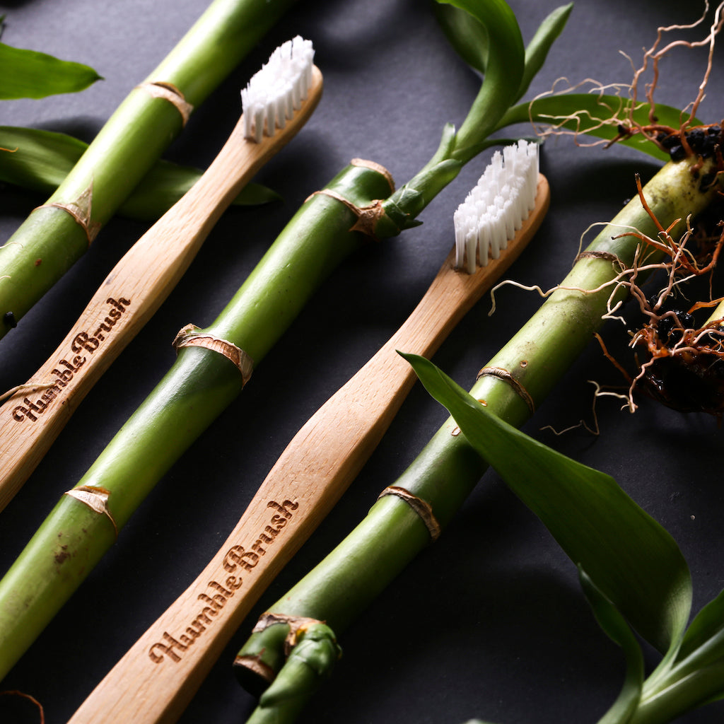 バンブー歯ブラシ - 大人用 - Borderless Creations