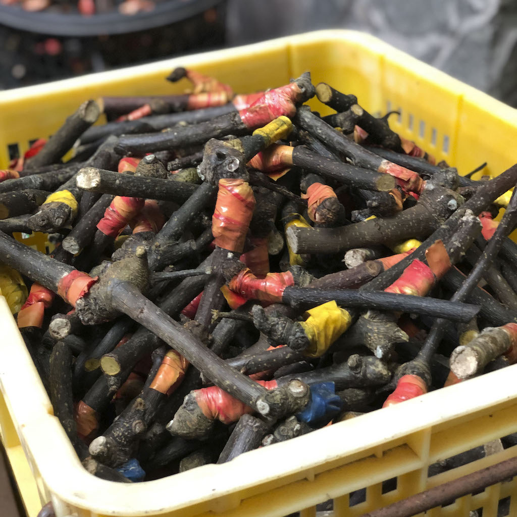 梨の枝ペン - Borderless Creations