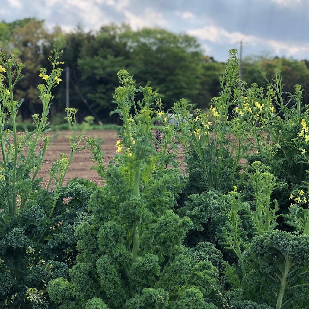 CSA (Community Supported Agriculture) - 地域支援型農業